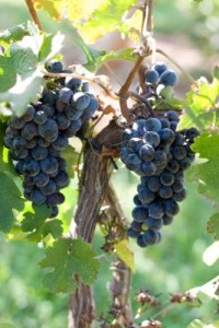 Shanandoah Valley Merlot