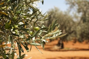 Olive Leaves