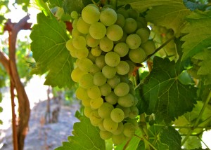 Chenin Blanc Grapes