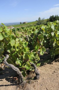 beaujolais vineyards