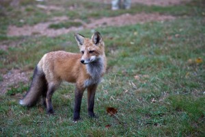 Red Fox