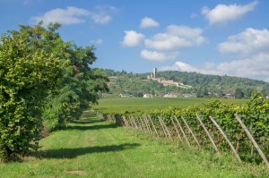 The Wine Village of Wachenheim