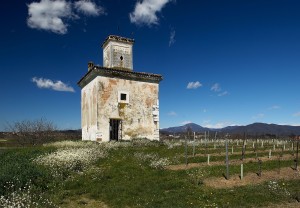 Franciacorta vineyard in Paderno