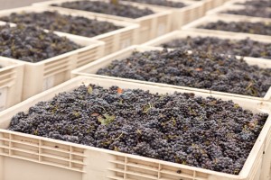 Figure 3-4 Harvested Cabernet Sauvignon