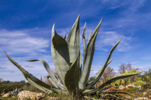 agave arthur 2