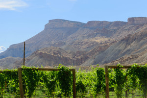 Vineyards in Grand Junction, Colorado