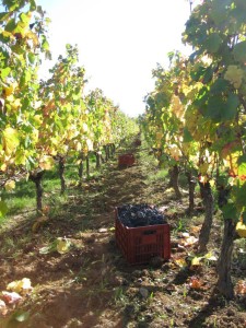 2012 Harvest in Cahors - Photo Credit: Bertrand Gabriel Vigouroux