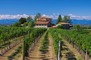 Vineyards in Friuli
