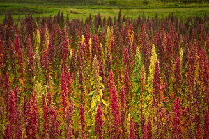 Quinoa fields in Ecuador 