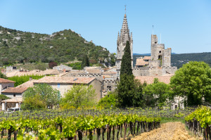 Grenache vineyards in the Languedoc