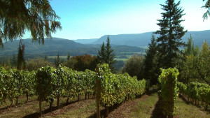 Photo via wines of British Columbia: http://winebc.com/