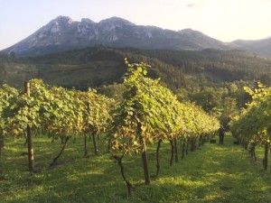 A vineyard of Hondarribi Zuri near where I lived outside of Elorrio withi Udalaitz Mountain in the background