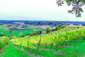 Vineyards surrounding Riegersburg Castle