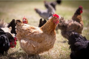 Chickens used for pest control and natural fertilizer to the soil 