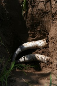 Quartz crystals are buried in female cow horns because they are made of silicon which add more nutrients to the soil 