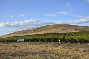 Photo of the Candy Mountain Vineyard by Kevin Pogue (provided by the Washington State Wine Commission)