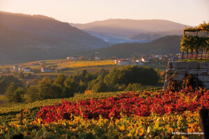 Photo of Ribeiro vineyards via: www.ribeiro.wine/es/