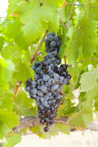 14989542 - trepat black grape, is a native variety of the conca de barbera. catalonia