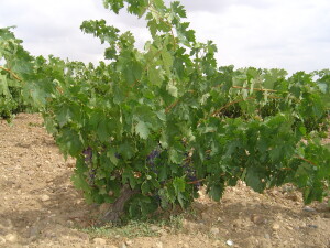 Photo of the Toro Vineyards vis dotoro.com