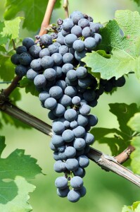 15365686 - bunch of grapes for barolo