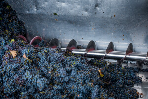 grape processing on the machine