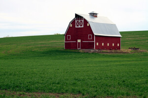 A Red Barn in the wheat field of the Palouse, Washington State,