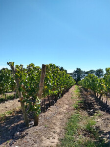 Vineyards at Bodega Casa Grande 