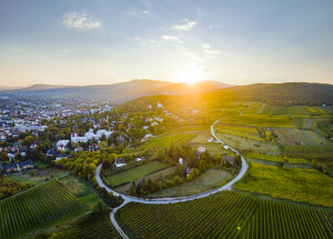 Weingarten in der Thermenregion bei Baden © Austrian Wine / WSNA