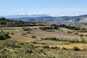 View of the Pyrenees from the vineyards of Tuchan