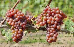 15283784 - two bunches of gewurtztraminer white wine grapes on the vine