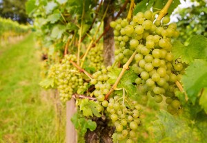 10549052 - ripe grapes on grape-vine in autumn in vineyard
