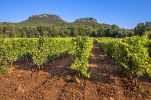 Vineyard in Cevennes France