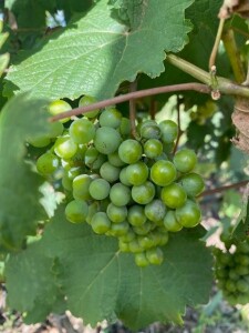 georgia grapes