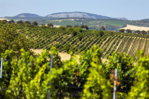 Vineyard and Pavlov Hills, the local name is Palava