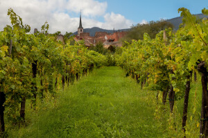 Wine village and vineyards in the Alsace region in France