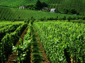 vineyards lorraine